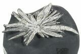 Polished Chrysanthemum Stone in Wood Base - China #352107-2